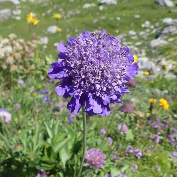 Scabiosa lucida Квітка