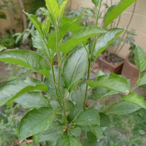 Prunus domestica Folha