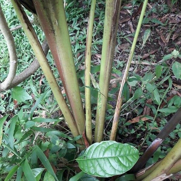 Heliconia wagneriana Casca