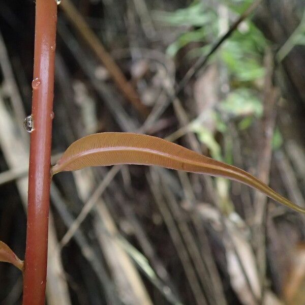 Stenochlaena tenuifolia Φύλλο