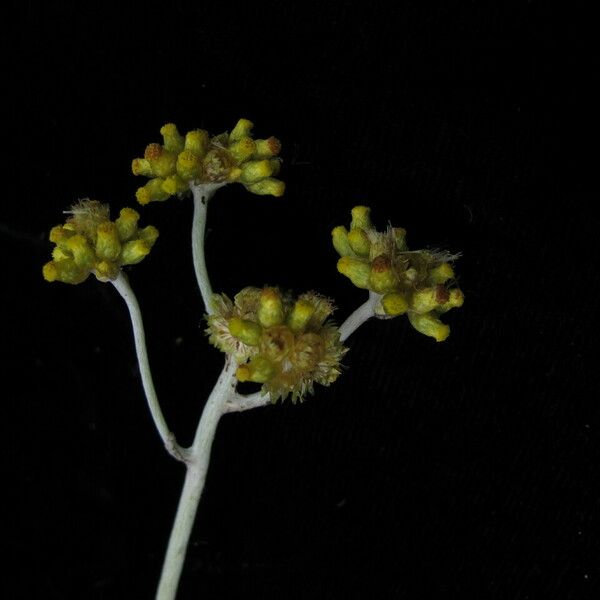 Pseudognaphalium affine Habit