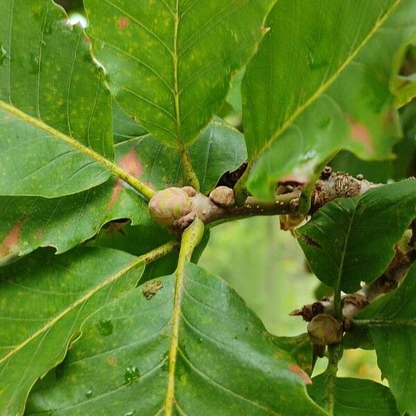 Quercus pontica Liść