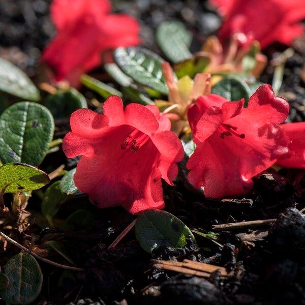 Rhododendron forrestii Lorea