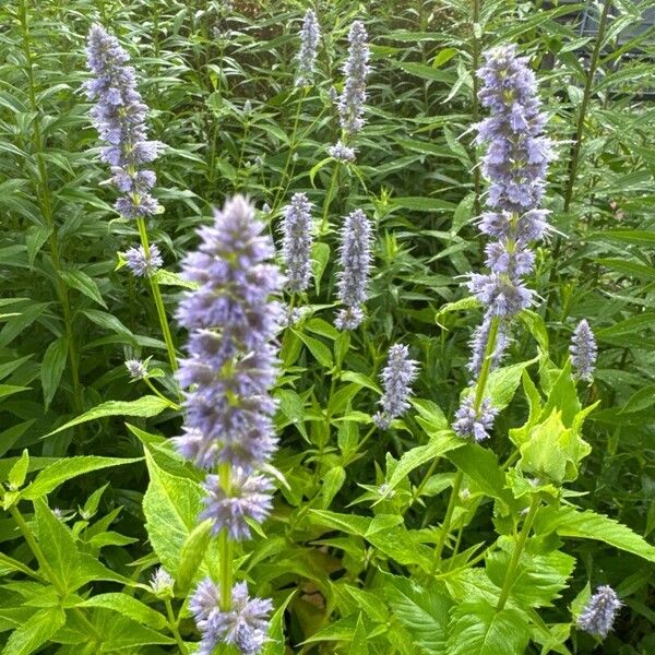 Agastache foeniculum Blüte