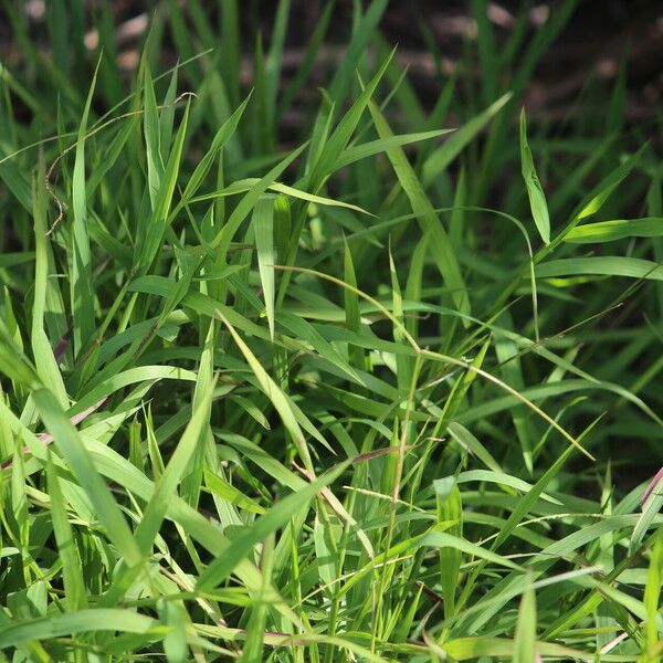 Paspalum conjugatum Leaf