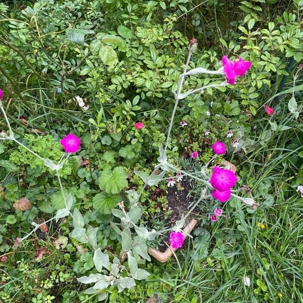 Silene coronaria Flor