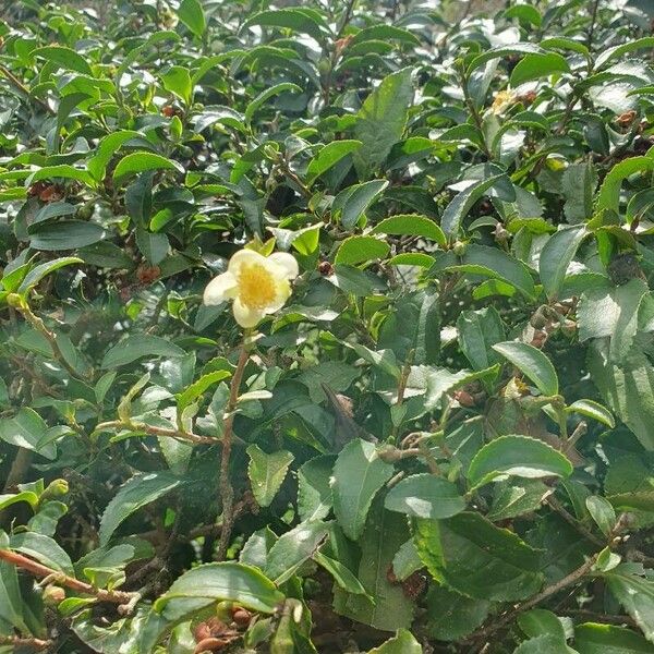 Camellia sinensis Flor