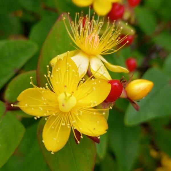 Hypericum androsaemum 花