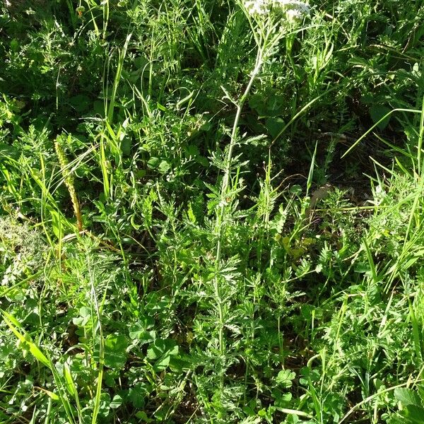 Achillea ligustica Habitus