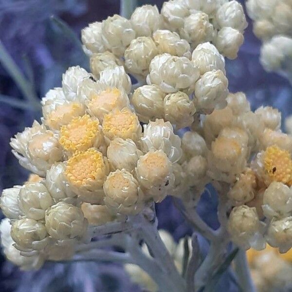 Helichrysum stoechas Flor