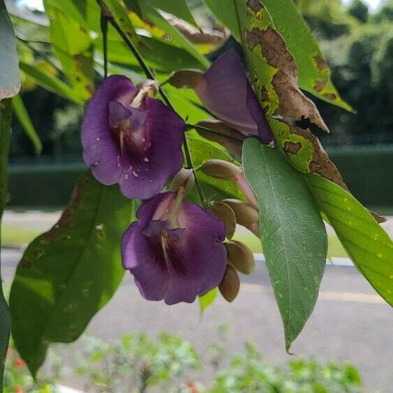 Clitoria fairchildiana Кветка