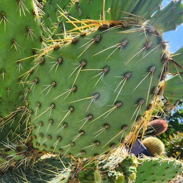 Opuntia strigil Drugo