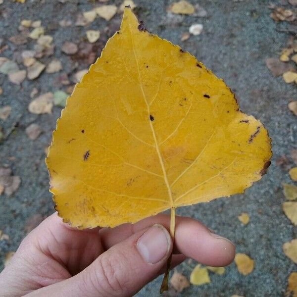 Populus × canadensis Лист