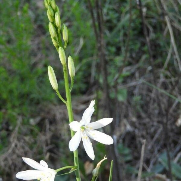 Anthericum liliago फूल