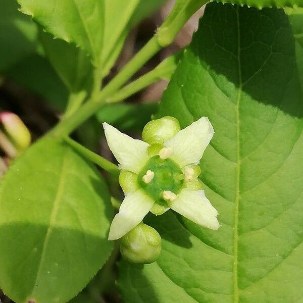 Euonymus europaeus Цвят