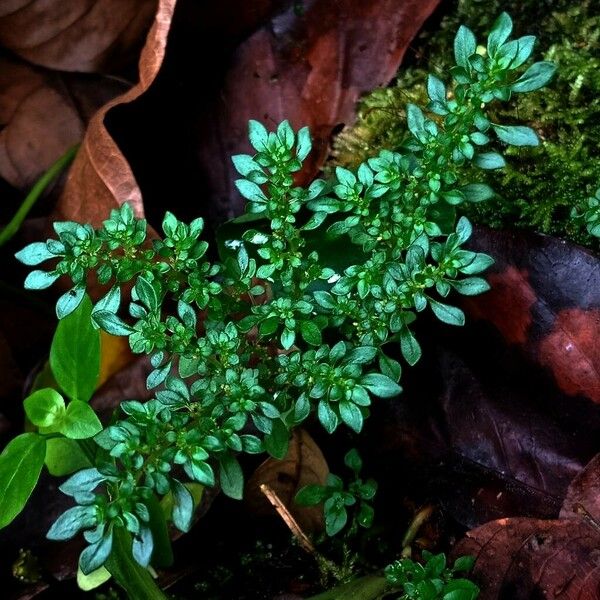 Pilea microphylla पत्ता