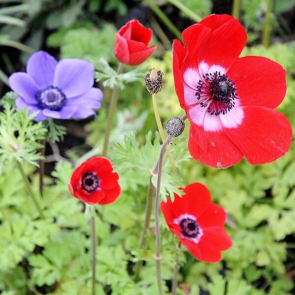 Anemone coronaria പുഷ്പം