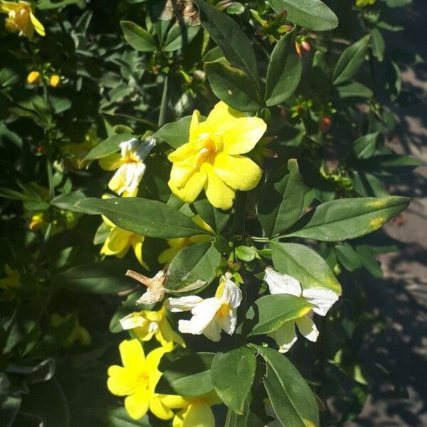 Jasminum mesnyi Листок