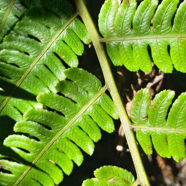 Diplazium pectinatum Leaf