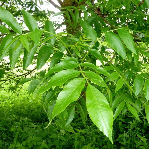 Fraxinus excelsior Lapas