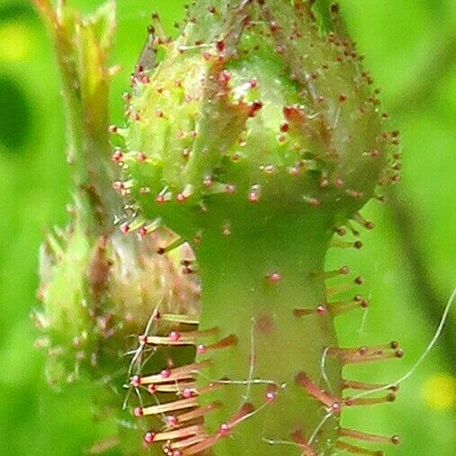 Rosa spinosissima പുഷ്പം