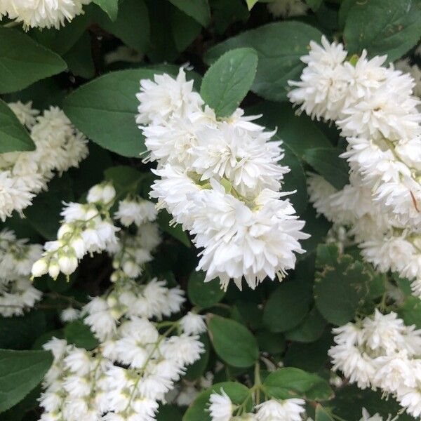 Deutzia scabra Blüte