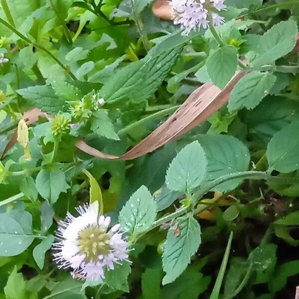 Mentha aquatica Λουλούδι