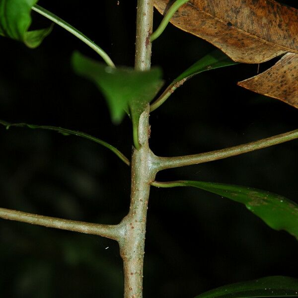 Ardisia elliptica Rinde