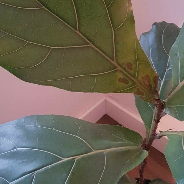 Ficus lyrata 叶