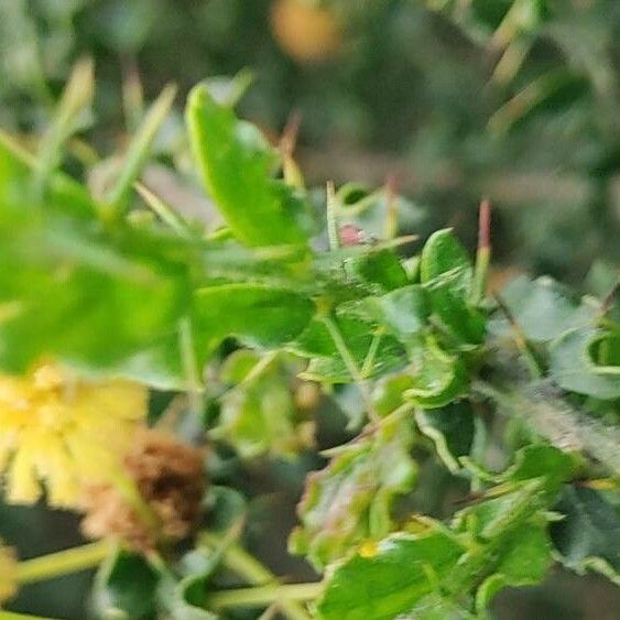 Acacia paradoxa Leaf