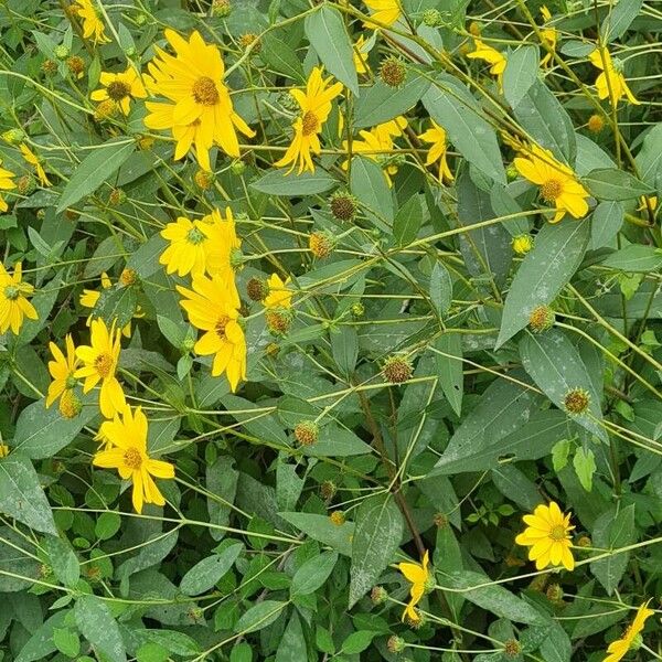 Helianthus × laetiflorus Leaf