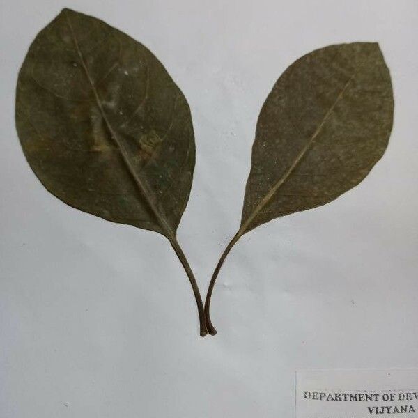 Terminalia bellirica Blatt