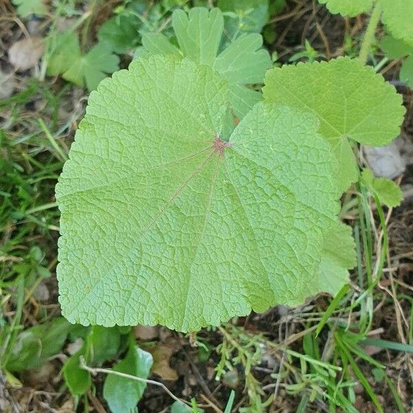 Alcea biennis ഇല