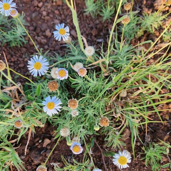 Felicia abyssinica Blomma