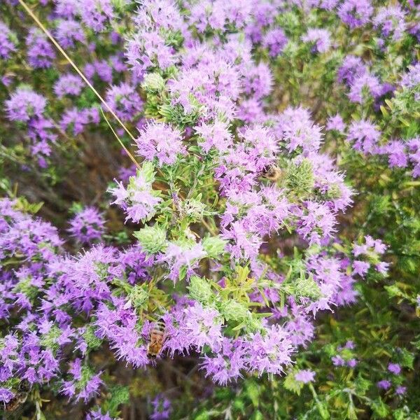 Thymbra capitata Flower