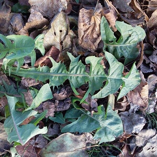 Taraxacum officinale Leaf