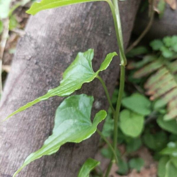 Dioscorea communis Feuille