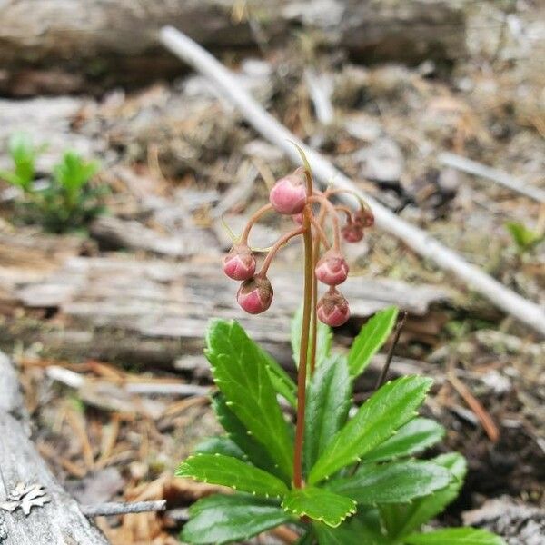 Chimaphila umbellata Flower