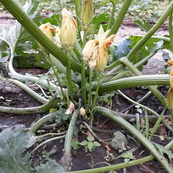 Cucurbita pepo Blomst