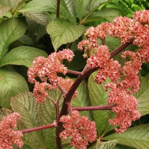 Rodgersia aesculifolia Çiçek