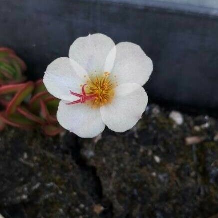 Portulaca grandiflora Õis