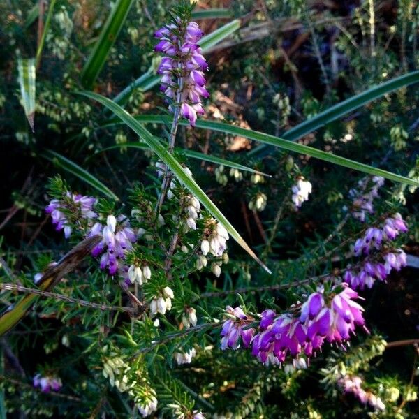 Erica cinerea Flower