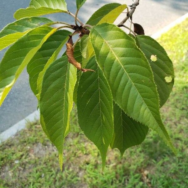 Prunus serrulata পাতা