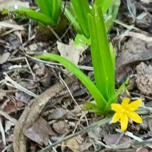 Hypoxis decumbens Leaf