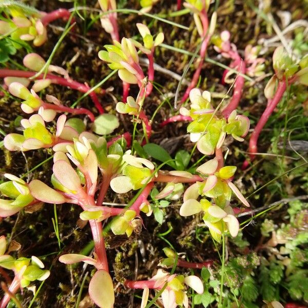 Portulaca oleracea অন্যান্য