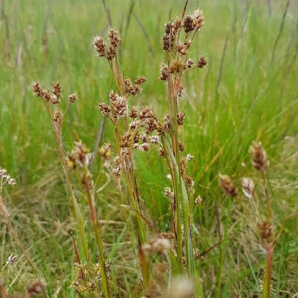 Luzula multiflora 果實