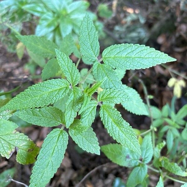 Cedronella canariensis Folha