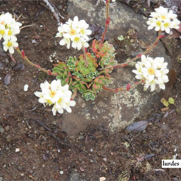 Saxifraga paniculata Kukka