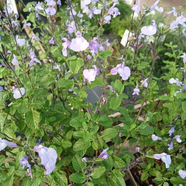 Salvia × jamensis Hábito