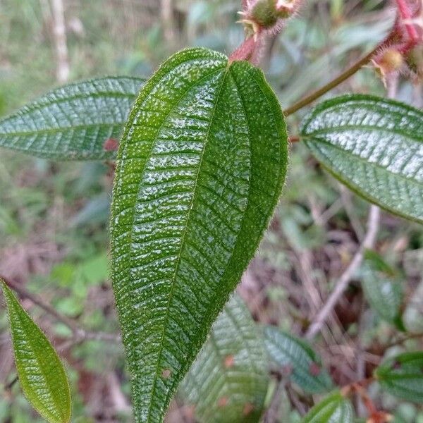 Miconia crenata Yaprak